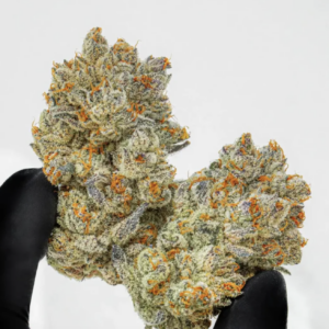 Girl Scout Cookies (GSC) – Hybrid
