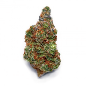 Aussie Blues – Hybrid for sale Australia